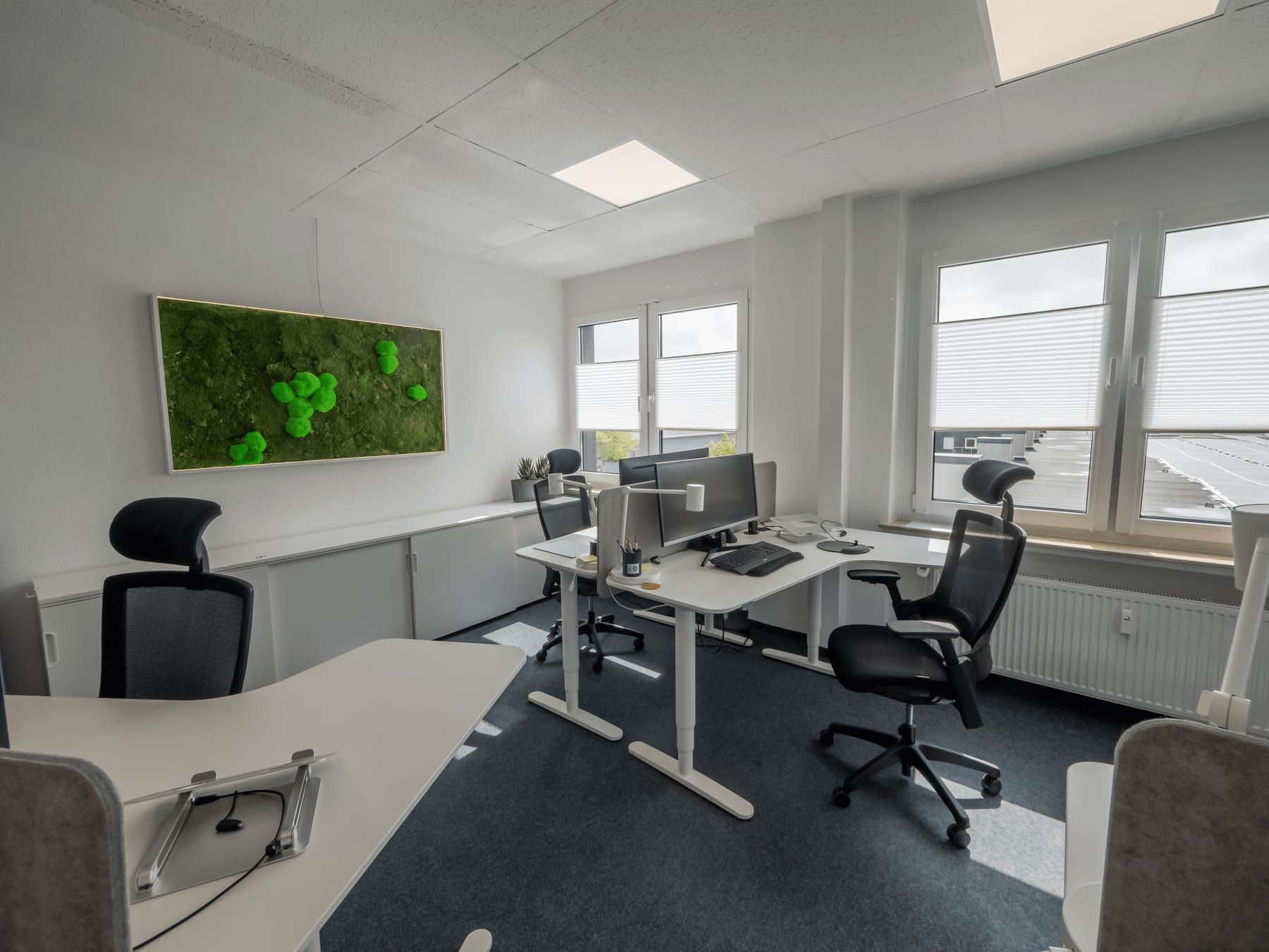 Desks by the window with a moss wall, height-adjustable and with screens